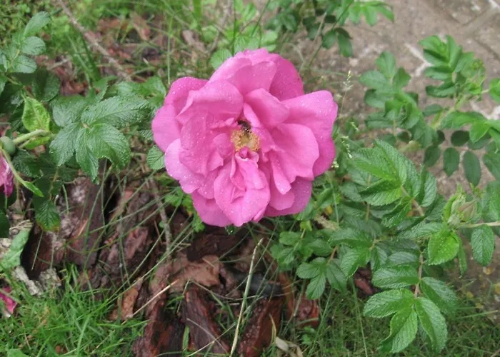 La Biocca Bed & Breakfast Poggio Murella